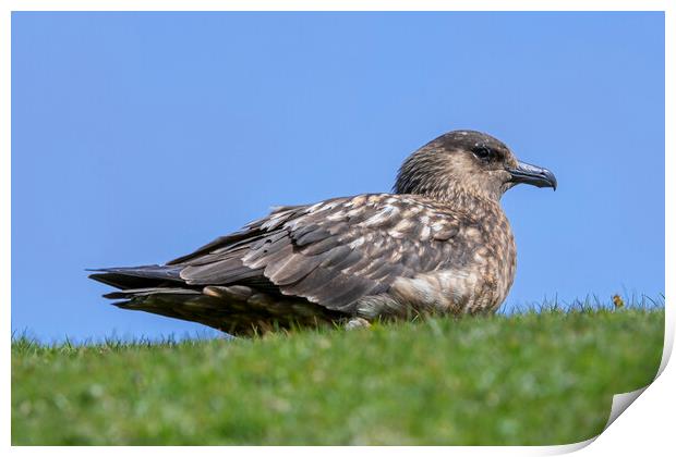 Great Skua on Moorland Print by Arterra 