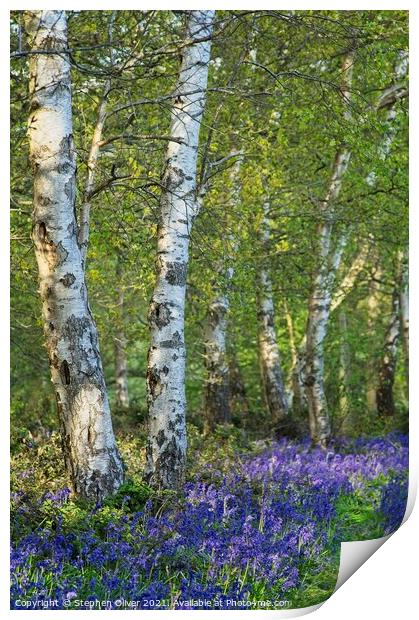 Bluebell path Print by Stephen Oliver