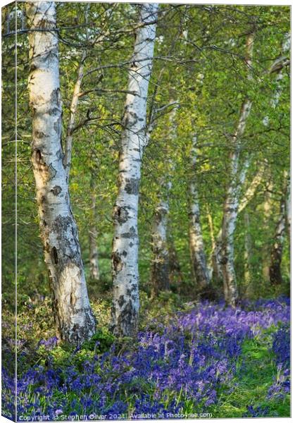 Bluebell Wood Canvas Print by Stephen Oliver