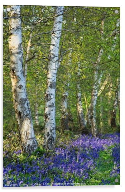 Bluebell Wood Acrylic by Stephen Oliver