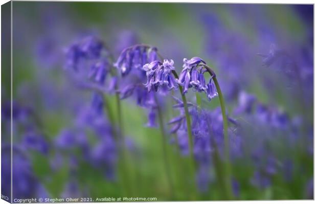 Spring Collection  Canvas Print by Stephen Oliver