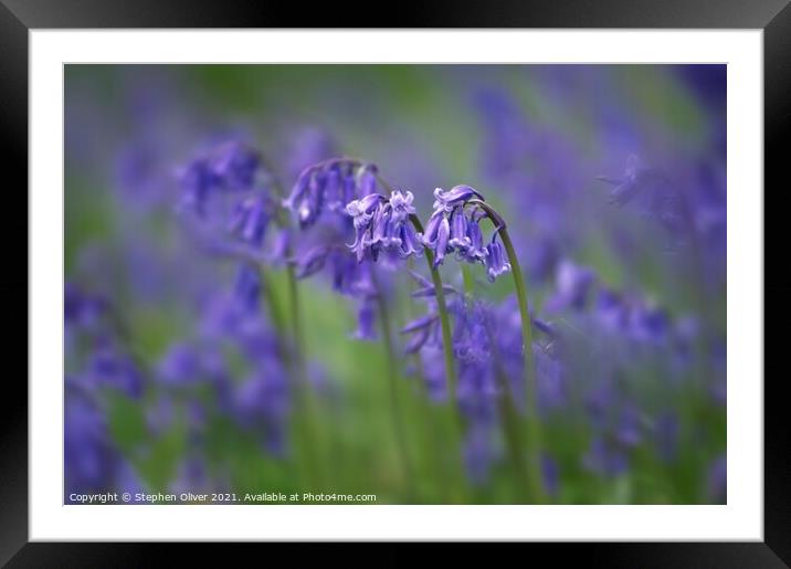 Spring Collection  Framed Mounted Print by Stephen Oliver