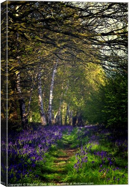 Evening Bluebells Canvas Print by Stephen Oliver