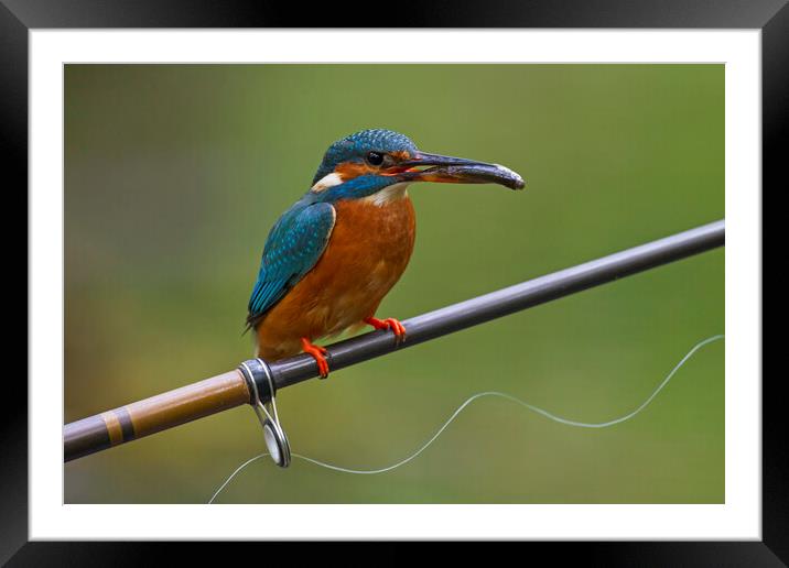 Kingfisher on Fishing Rod Framed Mounted Print by Arterra 