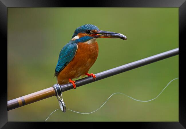 Kingfisher on Fishing Rod Framed Print by Arterra 