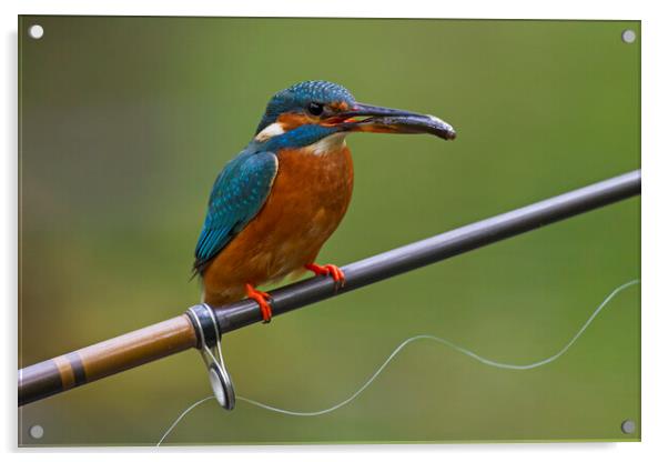 Kingfisher on Fishing Rod Acrylic by Arterra 