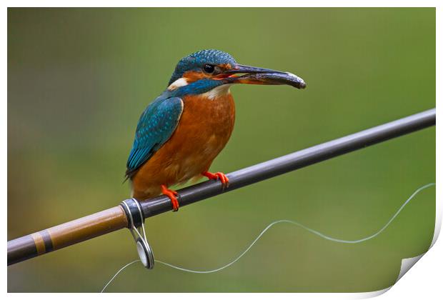 Kingfisher on Fishing Rod Print by Arterra 