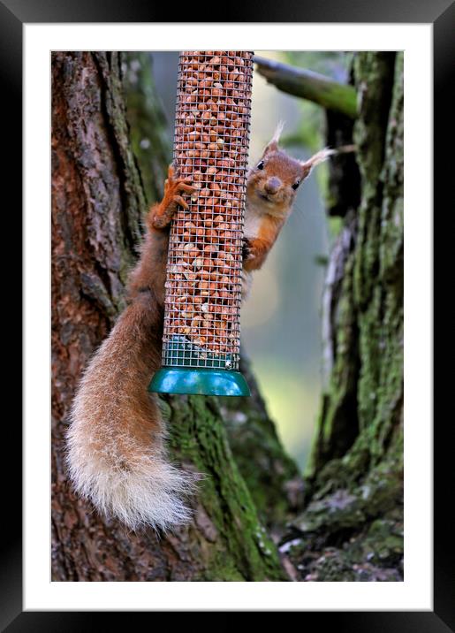 Red Squirrel Raiding Bird Feeder Framed Mounted Print by Arterra 