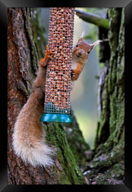 Red Squirrel Raiding Bird Feeder Framed Print by Arterra 