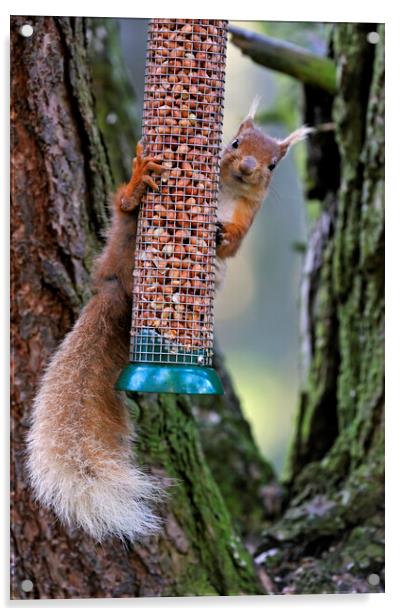 Red Squirrel Raiding Bird Feeder Acrylic by Arterra 