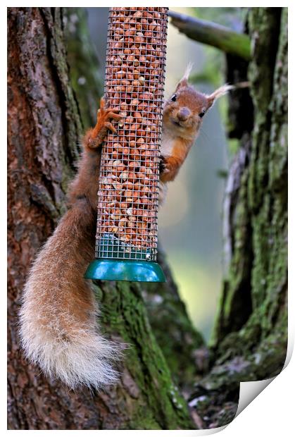Red Squirrel Raiding Bird Feeder Print by Arterra 