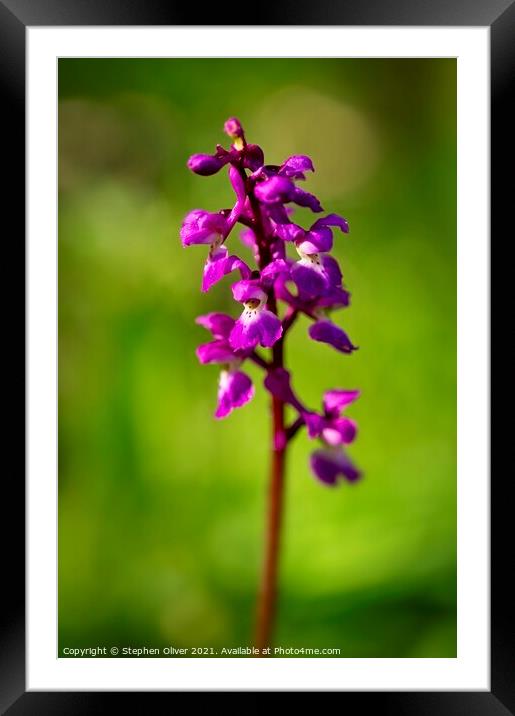 Purple Orchid Framed Mounted Print by Stephen Oliver