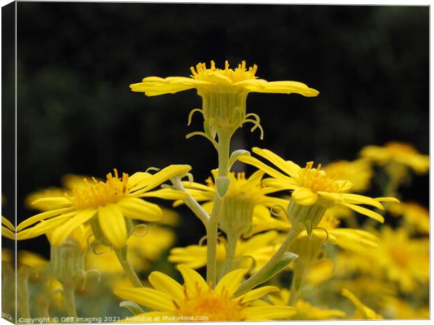 Senecio Asteracaea Old Man Sunshine Canvas Print by OBT imaging