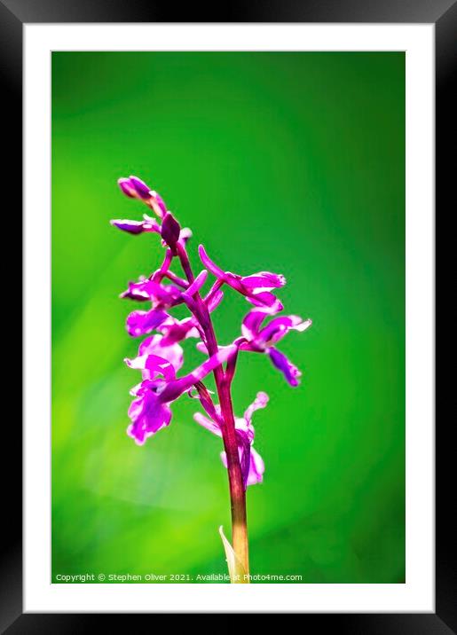 Purple and Green Framed Mounted Print by Stephen Oliver