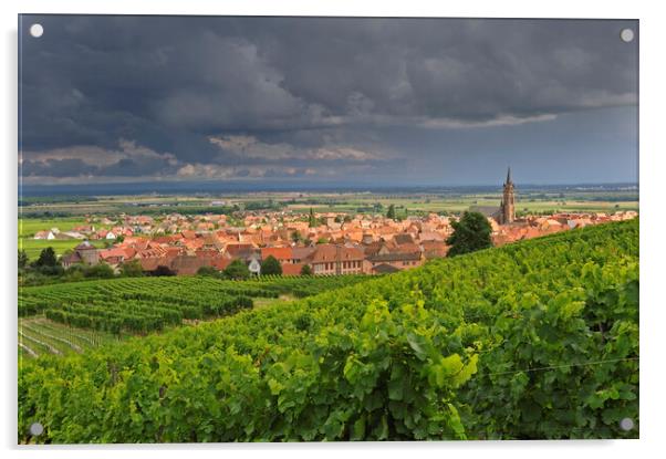 Vineyards and Dambach-la-Ville, Vosges Acrylic by Arterra 