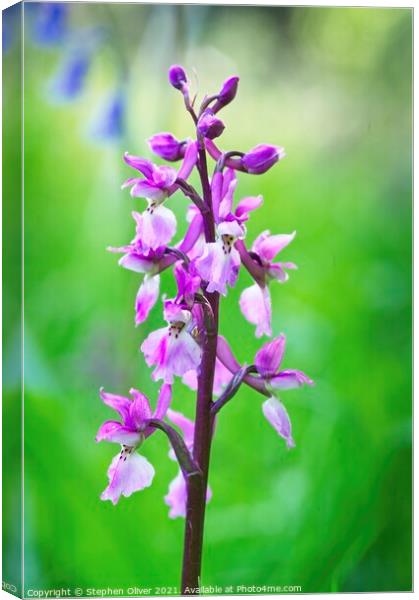 Orchid in the bells Canvas Print by Stephen Oliver