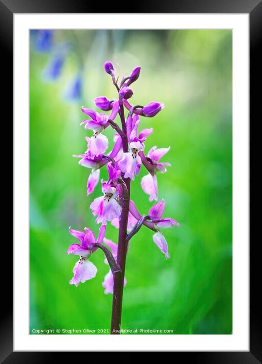 Orchid in the bells Framed Mounted Print by Stephen Oliver