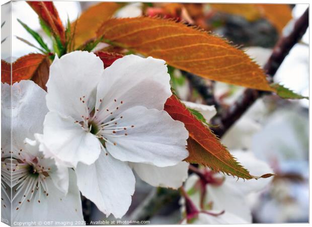 Prunus Cerasus Morello Cherry Blossom Copperleaf  Canvas Print by OBT imaging