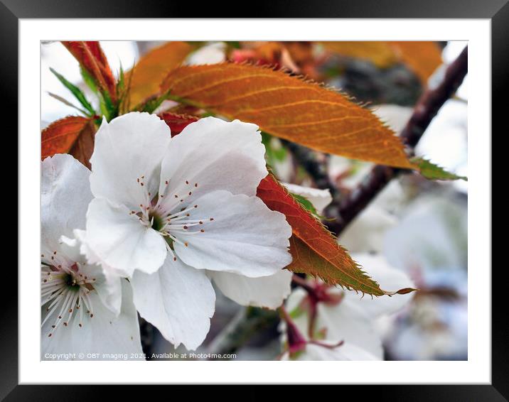 Prunus Cerasus Morello Cherry Blossom Copperleaf  Framed Mounted Print by OBT imaging