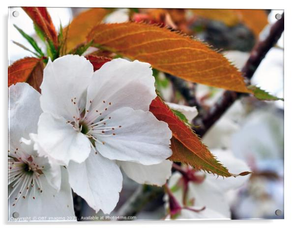 Prunus Cerasus Morello Cherry Blossom Copperleaf  Acrylic by OBT imaging