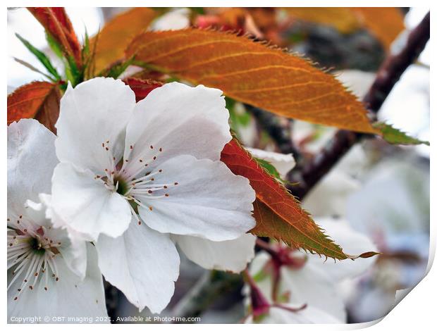 Prunus Cerasus Morello Cherry Blossom Copperleaf  Print by OBT imaging