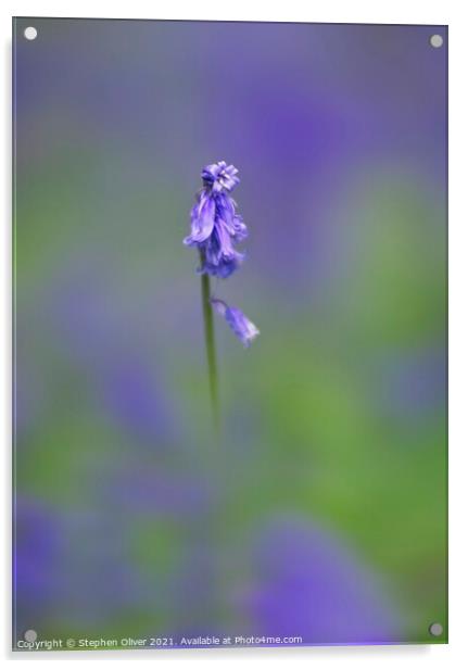 Lonely Bluebell Acrylic by Stephen Oliver