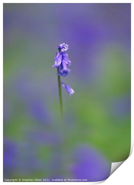 Lonely Bluebell Print by Stephen Oliver