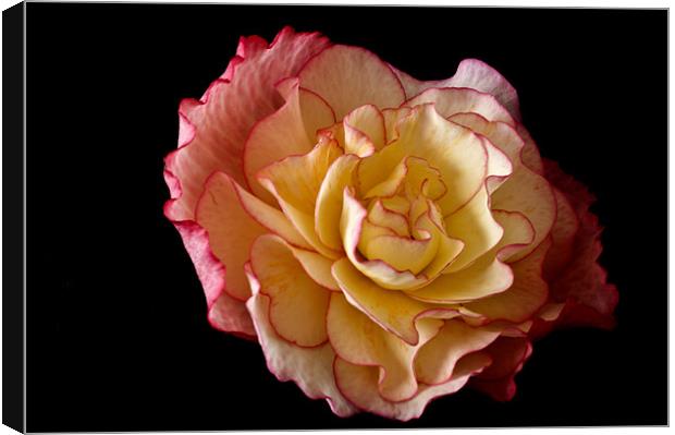 Radiant Begonia Canvas Print by Steve Purnell