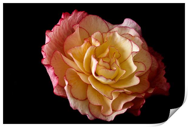 Radiant Begonia Print by Steve Purnell