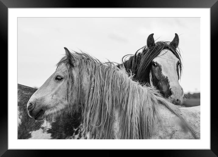 A close up of a horse Framed Mounted Print by Dorringtons Adventures