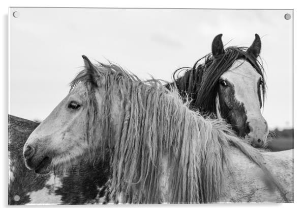 A close up of a horse Acrylic by Dorringtons Adventures