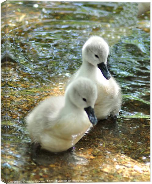 Two young swan cygnets Canvas Print by Rosie Spooner