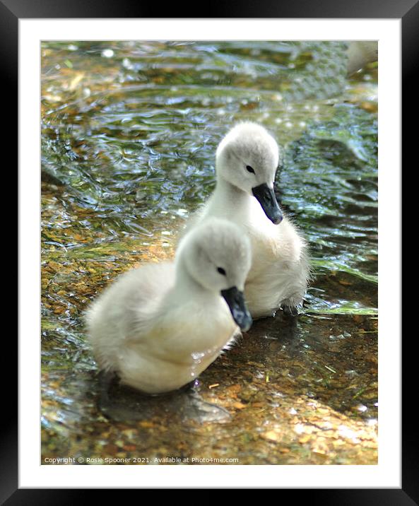Two young swan cygnets Framed Mounted Print by Rosie Spooner