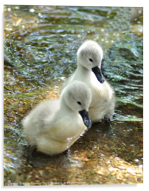 Two young swan cygnets Acrylic by Rosie Spooner