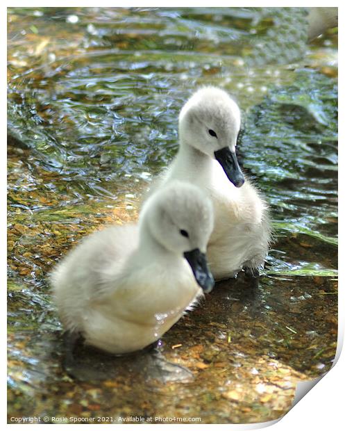Two young swan cygnets Print by Rosie Spooner