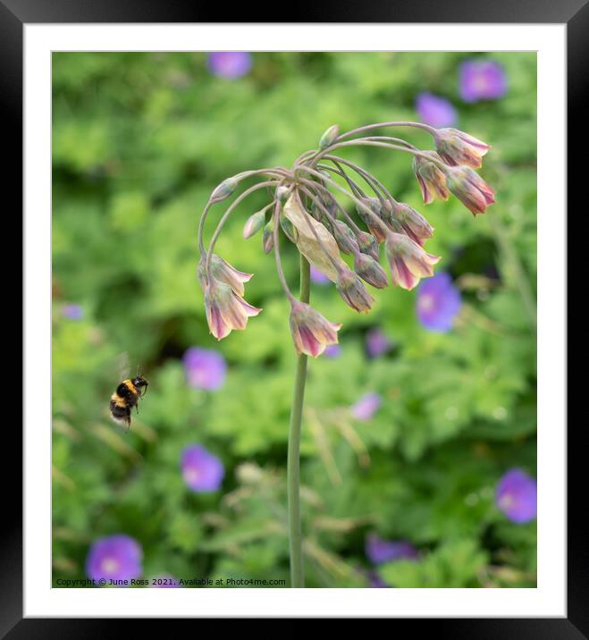 Bee Visiting Allium Nectaroscordum Flowers Framed Mounted Print by June Ross