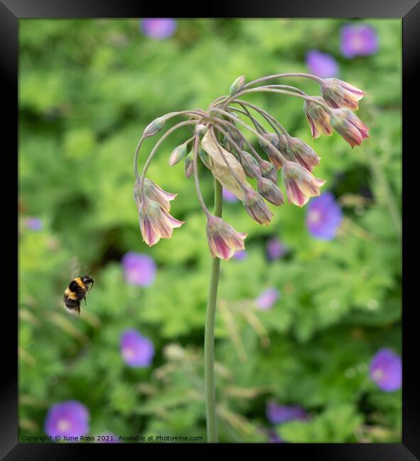 Bee Visiting Allium Nectaroscordum Flowers Framed Print by June Ross