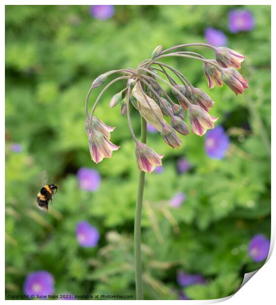 Bee Visiting Allium Nectaroscordum Flowers Print by June Ross