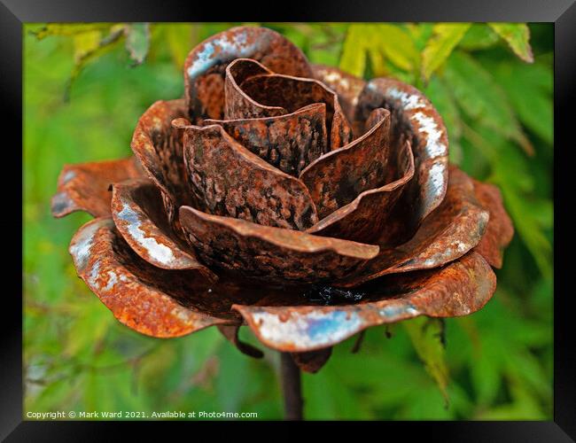 Rusty Rose Framed Print by Mark Ward