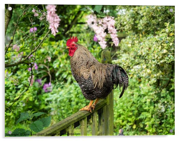 Cockerel on a Garden Fence Acrylic by June Ross