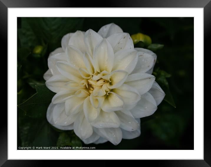 White Dahlia Flower. Framed Mounted Print by Mark Ward