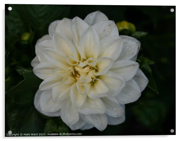 White Dahlia Flower. Acrylic by Mark Ward