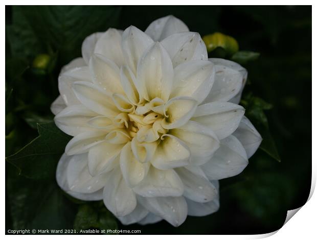 White Dahlia Flower. Print by Mark Ward