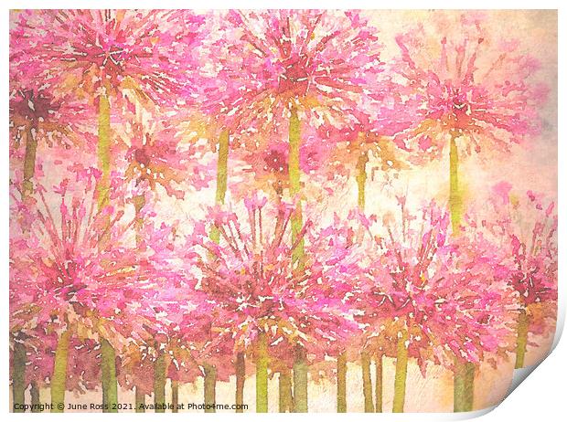 Painterly Pink Alliums Print by June Ross
