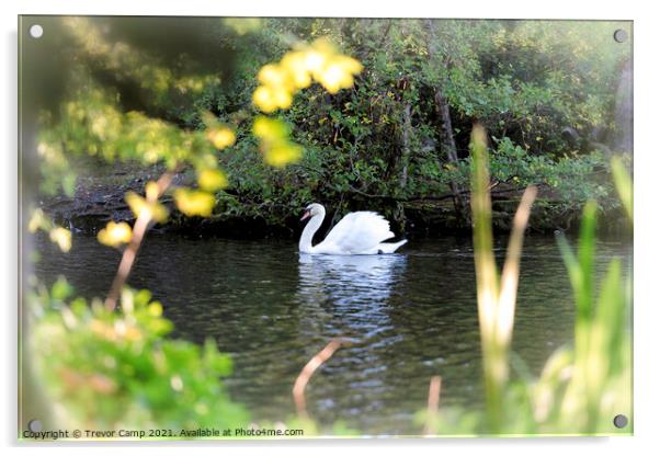 The Swan Acrylic by Trevor Camp