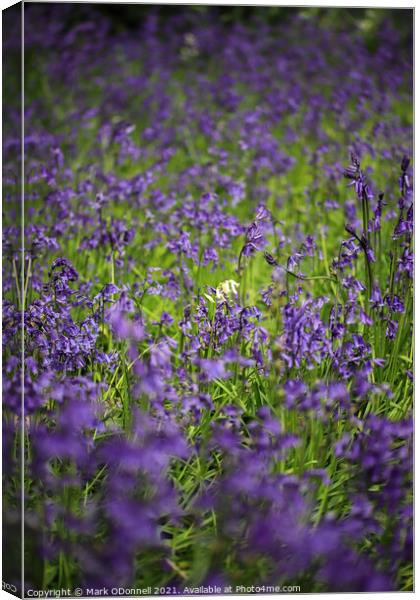 White BlueBell 2021 Canvas Print by Mark ODonnell
