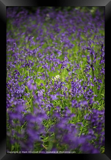 White BlueBell 2021 Framed Print by Mark ODonnell