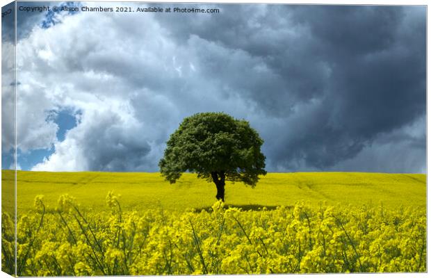 Rapeseed Landscape  Canvas Print by Alison Chambers