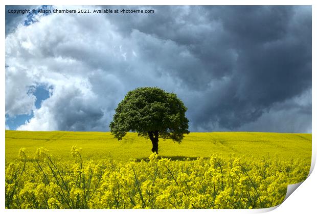 Rapeseed Landscape  Print by Alison Chambers
