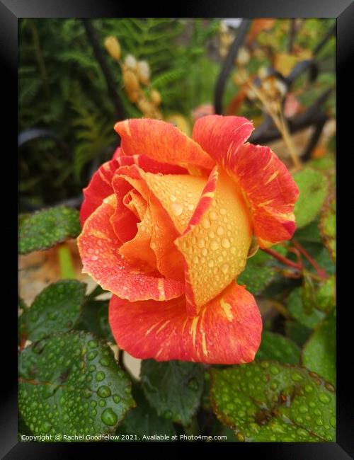 Rose in the Morning Dew Framed Print by Rachel Goodfellow